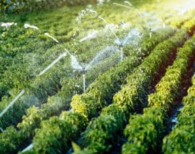 Korzyści z instalacji systemu nawadniającego